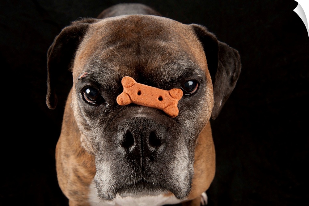 A boxer named Toto balances a treat on his nose.