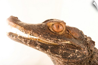 A brown caiman, Caiman crocodilus fuscus, at Lisbon Zoo in Portugal