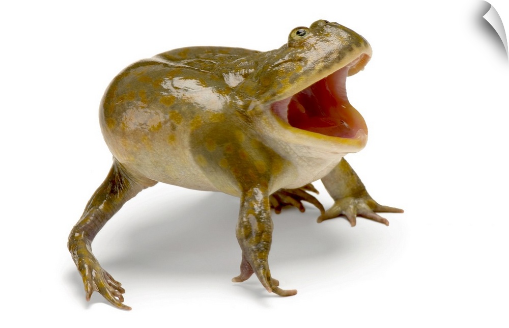 A budgettis frog (Lepidobatrachus laevis) at the Baltimore Aquarium.