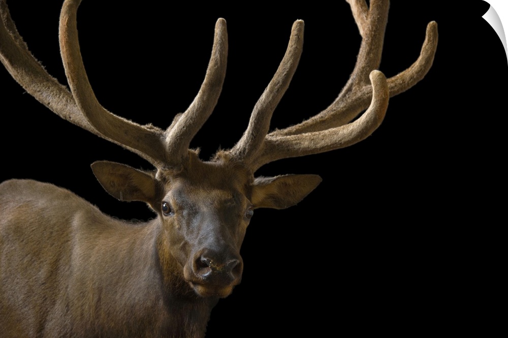 A bull elk with his antlers in velvet (Cervus canadensis) at the Oklahoma City Zoo.