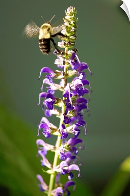 A bumblebee hovers around purple salvia flowers