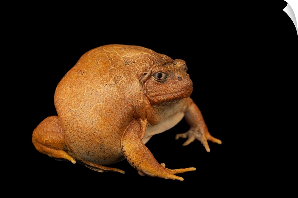 A Burmese squat frog (Glyphoglossus guttulatus) at the Berlin Zoological Garden in Berlin, Germany.