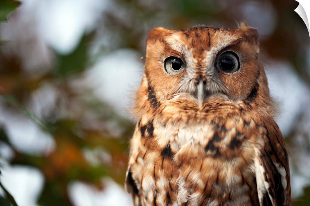 A captive eastern screech owl, Megascops asio, at Ryerson Woods.