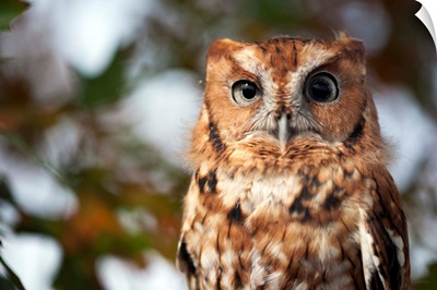 A captive eastern screech owl, Megascops asio, at Ryerson Woods