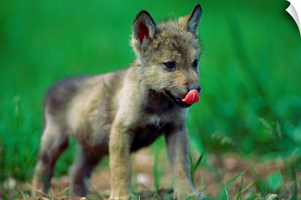 Horizontal photograph from the National Geographic Collection of a tiny, gray wolf cub licking its nose as it stands in th...