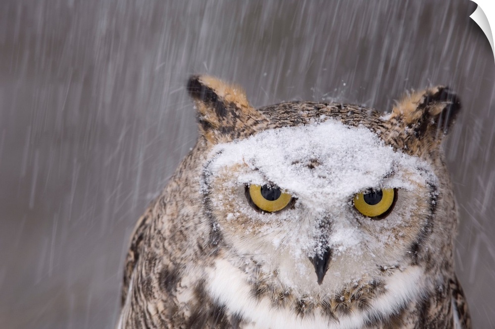 Portraits of Oberon, a captive great horned owl (Bubo virginianus) in the snow at a raptor recovery center near Gibbon, NE.