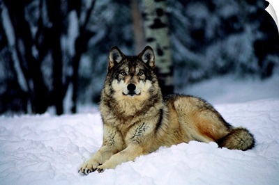 A captive grey wolf, Canis lupus, in the snow