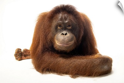 A Central Bornean Orangutan At The Avilon Wildlife Conservation Foundation