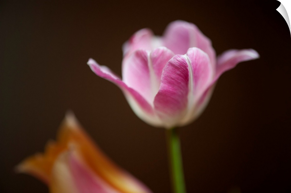 A close-up of tulips.