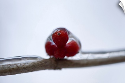 A close-up of berries during winter, Lincoln, Nebraska
