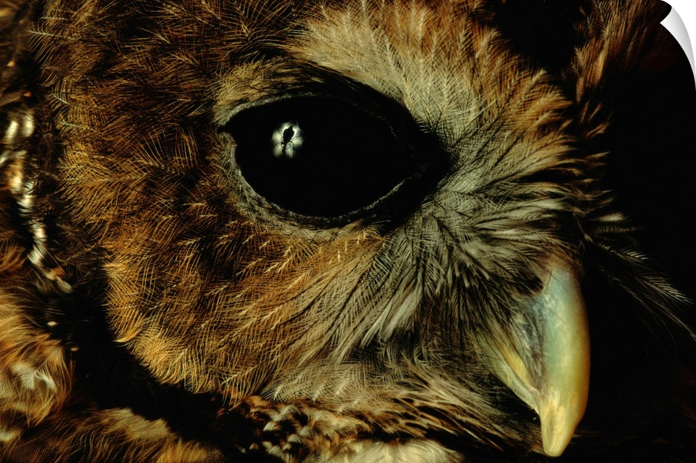 A close view of a northern spotted owl, Strix occidentals occidentals, at Washington Park Zoo.