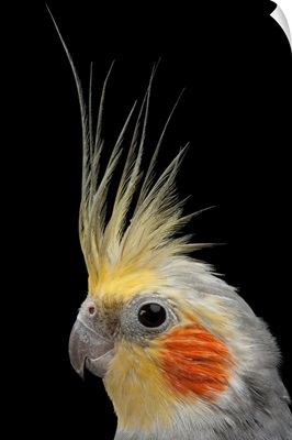 A close view of the head of a cockatiel, Nymphicus hollandicus