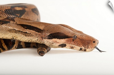 A common northern boa, Boa constrictor imperator, at the Fort Worth Zoo