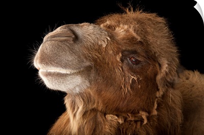 A critically endangered Bactrian camel, at the Lincoln Children's Zoo