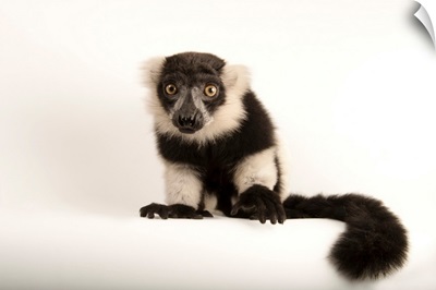 A critically endangered black and white ruffed lemur, at the Lincoln Children's Zoo
