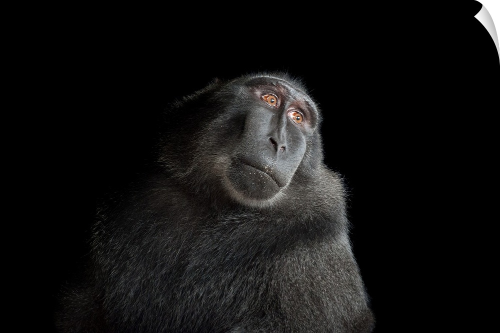 A critically endangered Celebes crested macaque, Macaca nigra, at the Henry Doorly Zoo.
