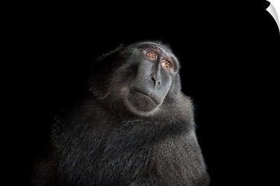 A critically endangered Celebes crested macaque, Macaca nigra, at the Henry Doorly Zoo