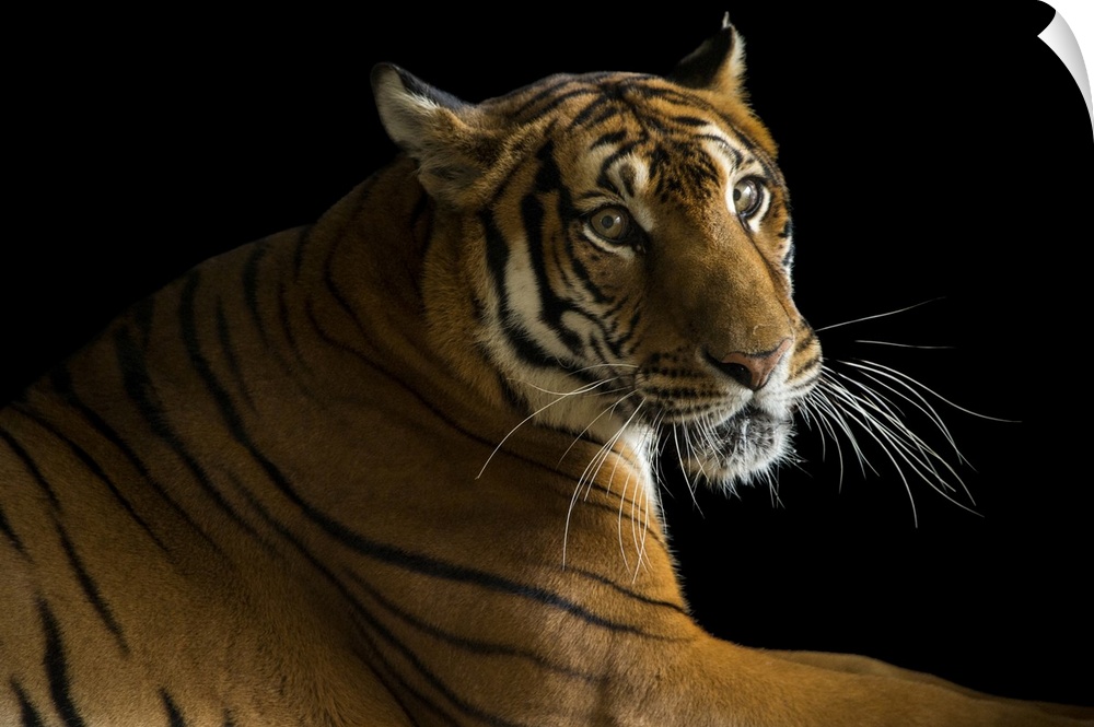 A critically endangered, female South China tiger, Panthera tigris amoyensis, at the Suzhou Zoo in China. This is a specie...