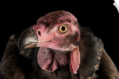 A critically endangered pondicherry vulture, at the Palm Beach Zoo