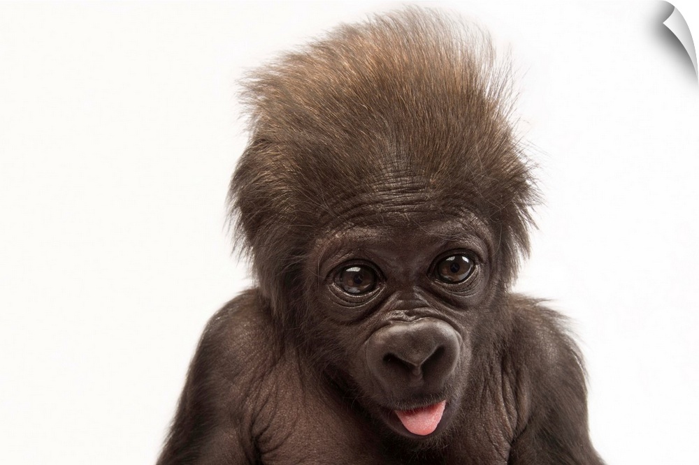 A critically endangered, six-week-old female baby gorilla, Gorilla gorilla gorilla.
