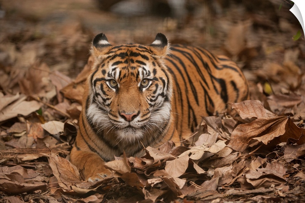 A critically-endangered Sumatran tiger at Zoo Atlanta.