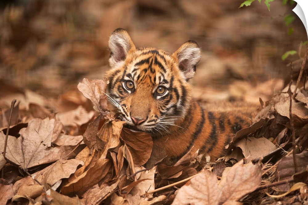 A critically-endangered Sumatran tiger cub at Zoo Atlanta.