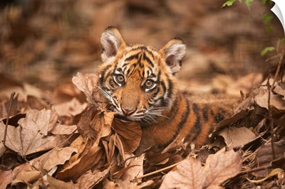 A critically-endangered Sumatran tiger cub at Zoo Atlanta