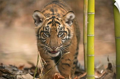 A critically-endangered Sumatran tiger cub, Panthera tigris sumatrae, at Atlanta Zoo