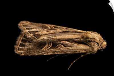 A Cutworm Moth