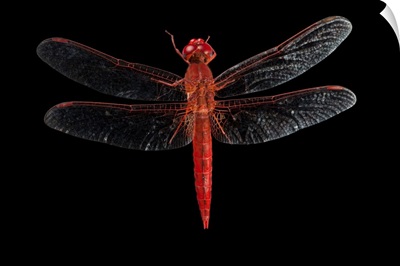 A dragonfly collected from Mount Gorongosa