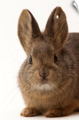 A federally endangered female pygmy rabbit, Brachylagus idahoensis