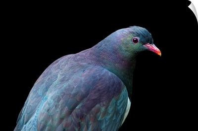 A federally endangered New Zealand pigeon at the Auckland Zoo