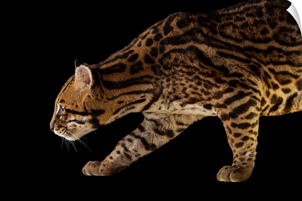 An endangered southern Brazilian ocelot, Leopardus pardalis mitis.
