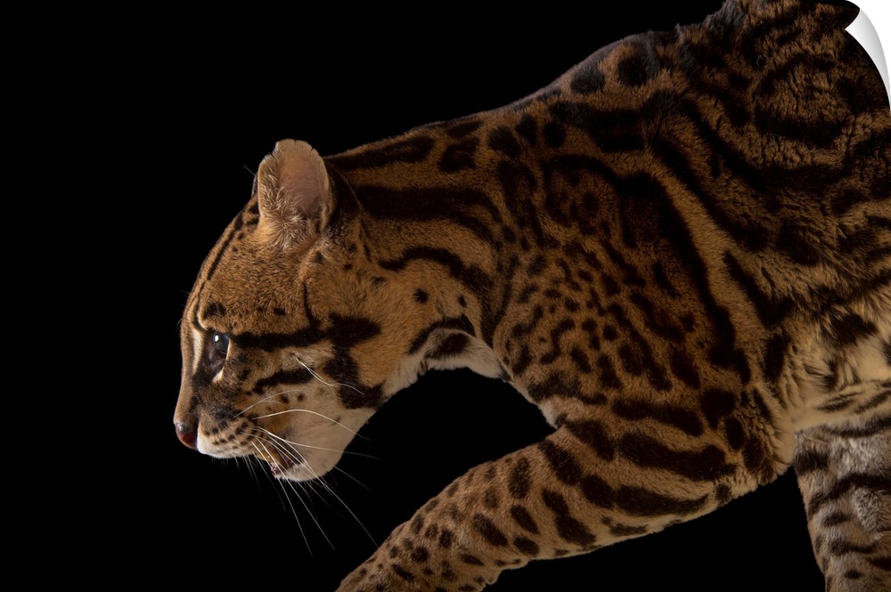 An endangered southern Brazilian ocelot, Leopardus pardalis mitis.