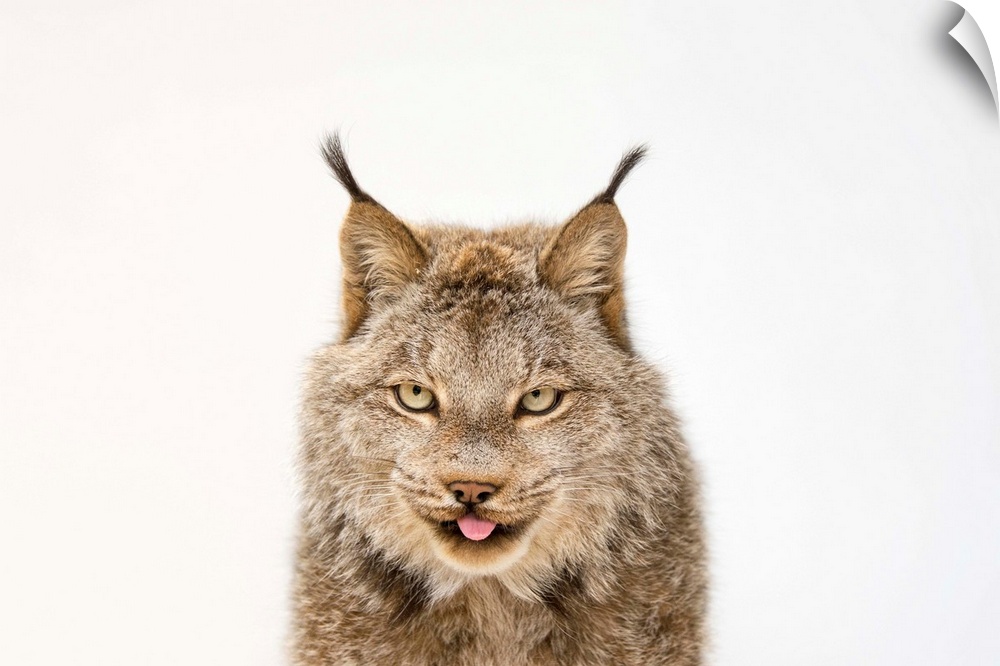 A federally threatened Canada lynx , Lynx canadensis.
