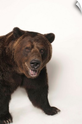 A federally threatened grizzly bear, Ursus arctos horribilis
