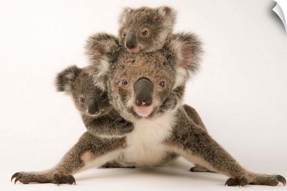 A federally threatened koala with her offspring, one of which is adopted.