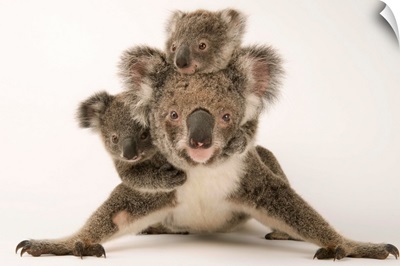 A federally threatened koala with her offspring, one of which is adopted