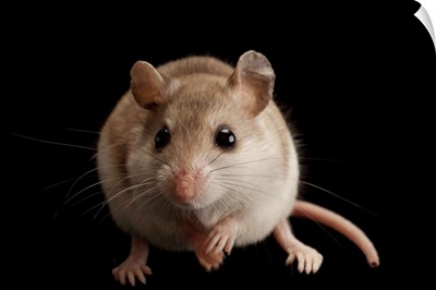 A female Alabama beach mouse, Peromyscus polionotus ammobates