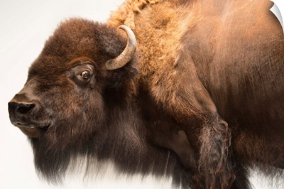 A female bison, at the Oklahoma City Zoo