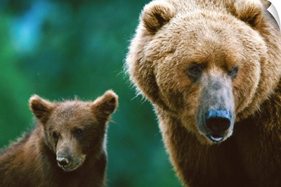 A female grizzly and her cub, Larson Bay, Alaska