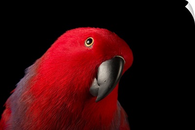 A female Northern eclectus parrot, Eclectus roratus vosmaeri, at the Palm Beach Zoo