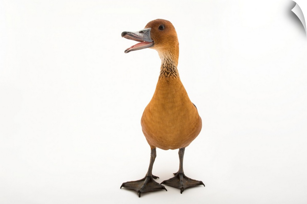 A fulvous whistling duck, Dendrocygna bicolor