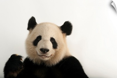 A giant panda, Ailuropoda melanoleuca, at Zoo Atlanta