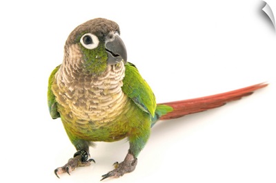 A green cheeked parakeet, Pyrrhura molinae restricta, from a private collection