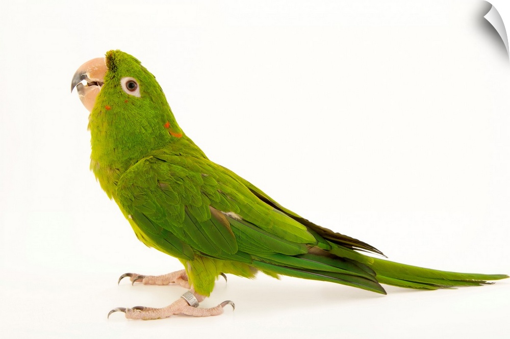 A green parakeet, Psittacara holochlorus strenuus.