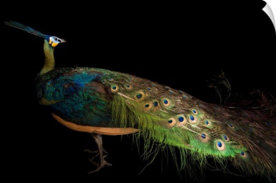 A green peacock, Pavo muticus muticus, at the Houston Zoo