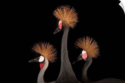 A grey crowned crane with a pair of vulnerable West African black-crowned cranes