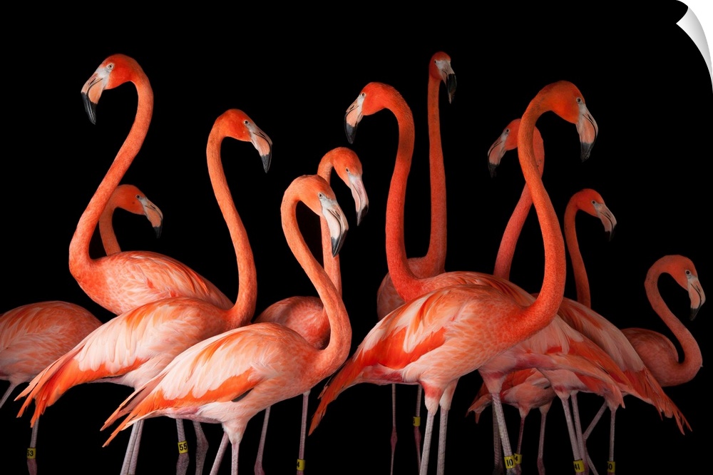 A group of American flamigos, Phoenicopterus ruber.