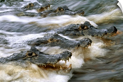 A group of caimans wait for fish, Pantanal, Brazil
